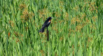 Redwinged blackbird, mannetje